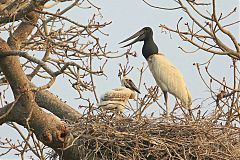 Jabiru